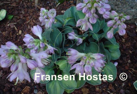 Hosta Cat and Mouse